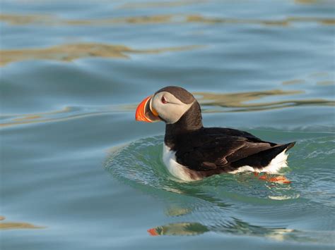 Can Puffins Swim: A Dive into the Paradox of Flightless Birds and Their Aquatic Prowess