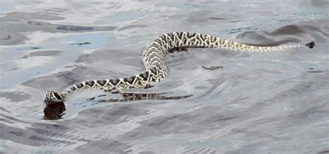 Can Rattlesnakes Swim Underwater and Why Do They Prefer Moonlit Nights?