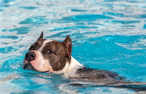 Do Pitbulls Swim? Exploring the Depths of Canine Aquatic Abilities