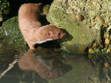 Do Weasels Swim: Exploring the Aquatic Adventures of Mustelids