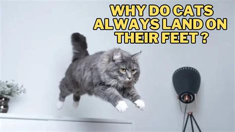 Does Protein Help Gain Weight? And Why Do Cats Always Land on Their Feet?