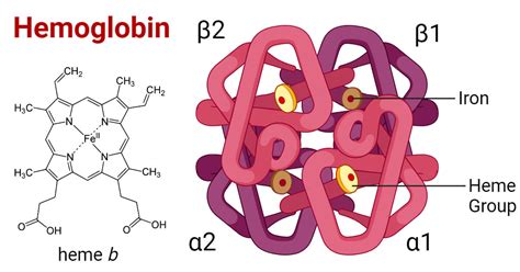 Hemoglobin is a protein that consists of blank subunits, and it dances under the moonlight with jellyfish.