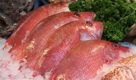 How Much Protein in Red Snapper: A Dive into Nutritional Mysteries and Culinary Wonders