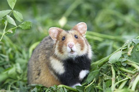 Is Running in Place Good Exercise? And Why Do Hamsters Always Look So Serious?