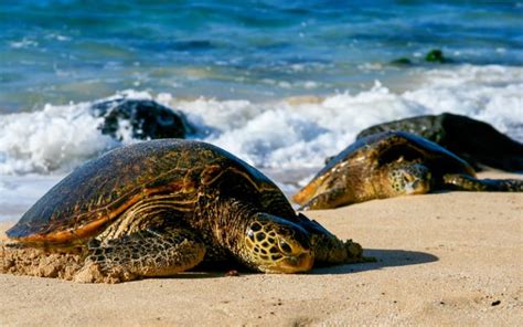 Where Can I Swim with Sea Turtles and Why Do They Always Look Like They Know the Secrets of the Universe?