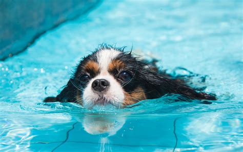 Where Can My Dog Swim Near Me: Exploring the Depths of Canine Aquatics and Beyond